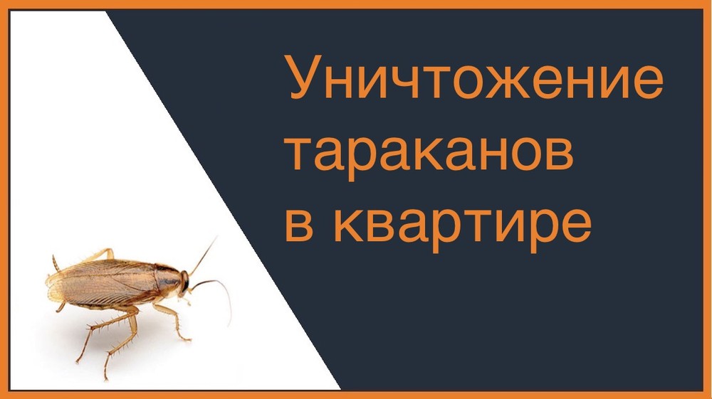 Уничтожение тараканов в квартире в Санкт-Петербурге