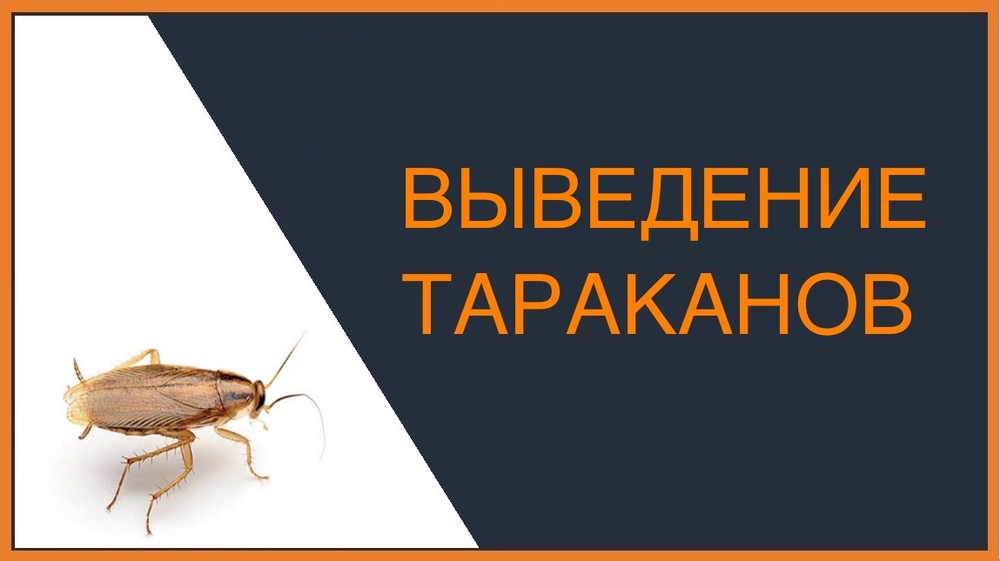 Выведение тараканов в Санкт-Петербурге