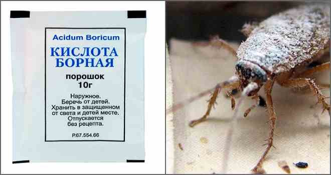 Борная кислота от тараканов – отзывы в Санкт-Петербурге