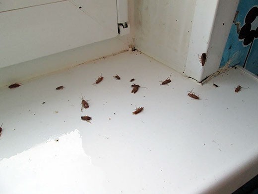 Дезинфекция от тараканов в Санкт-Петербурге – цены