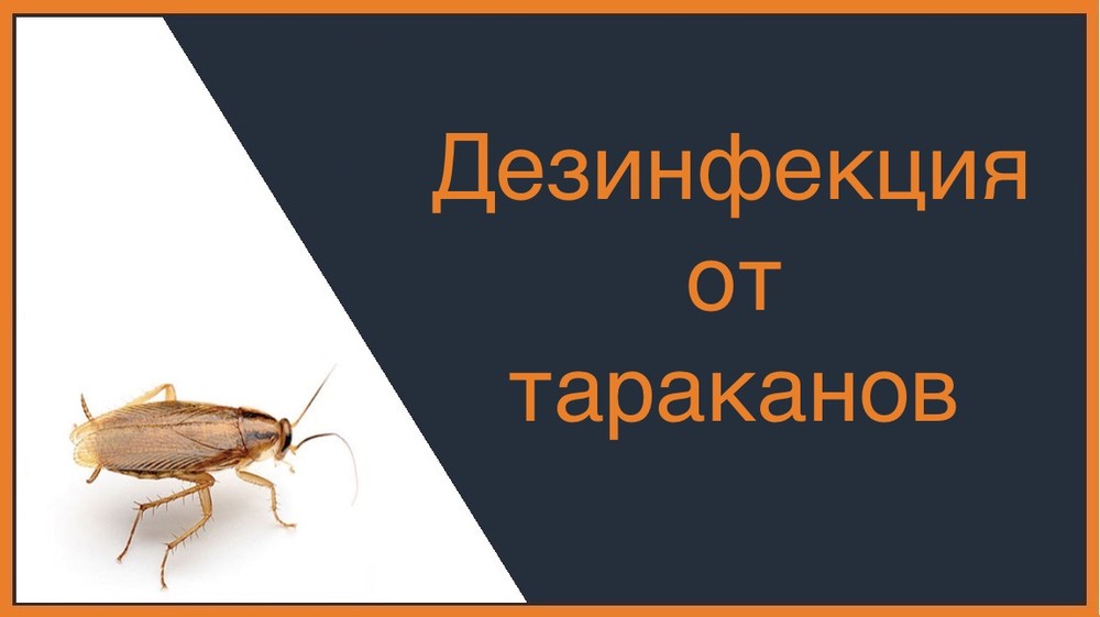Дезинфекция от тараканов в Санкт-Петербурге