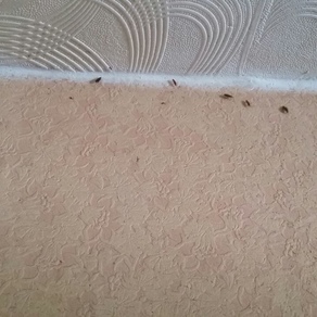 Выведение тараканов в квартире цена Санкт-Петербург