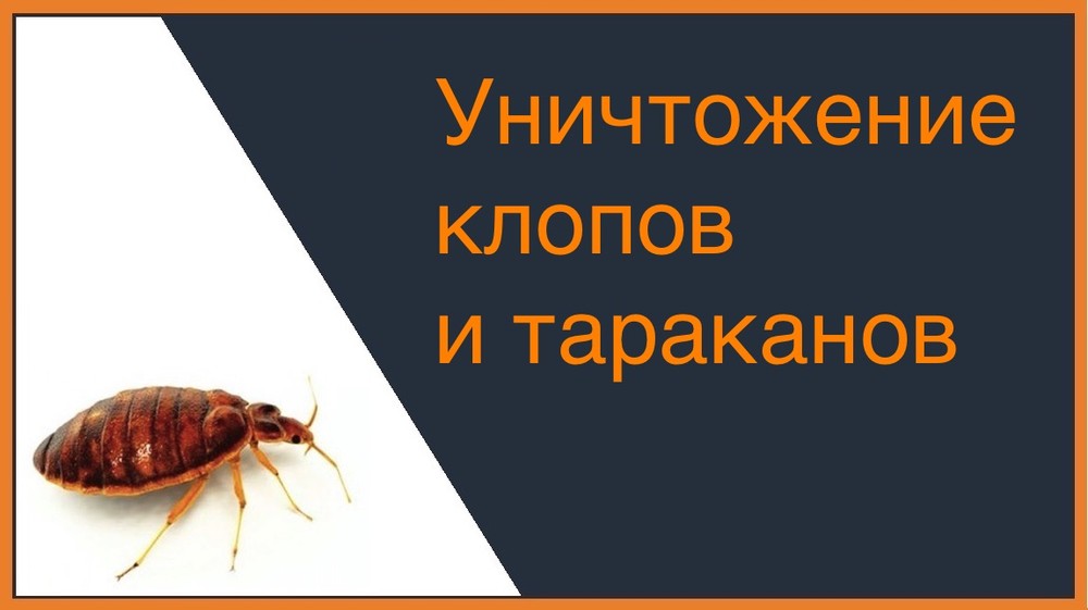 Уничтожение клопов и тараканов в Санкт-Петербурге