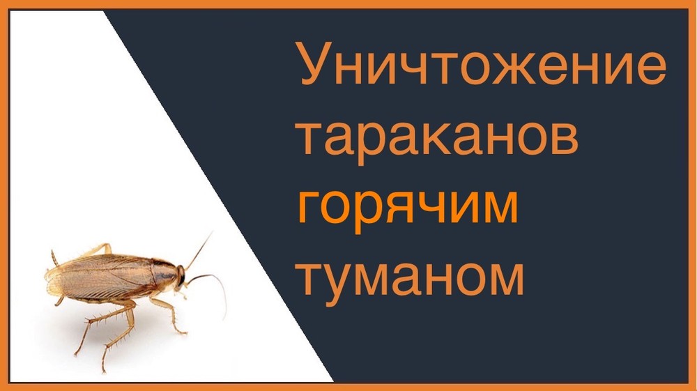 Уничтожение тараканов горячим туманом в Санкт-Петербурге