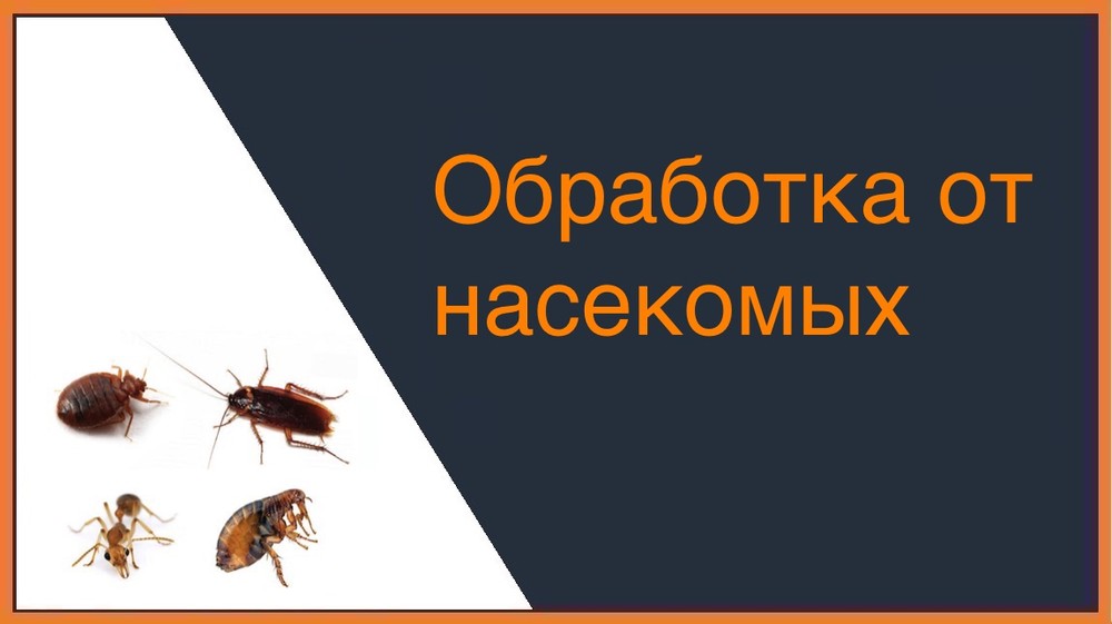 Обработка от насекомых в Санкт-Петербурге